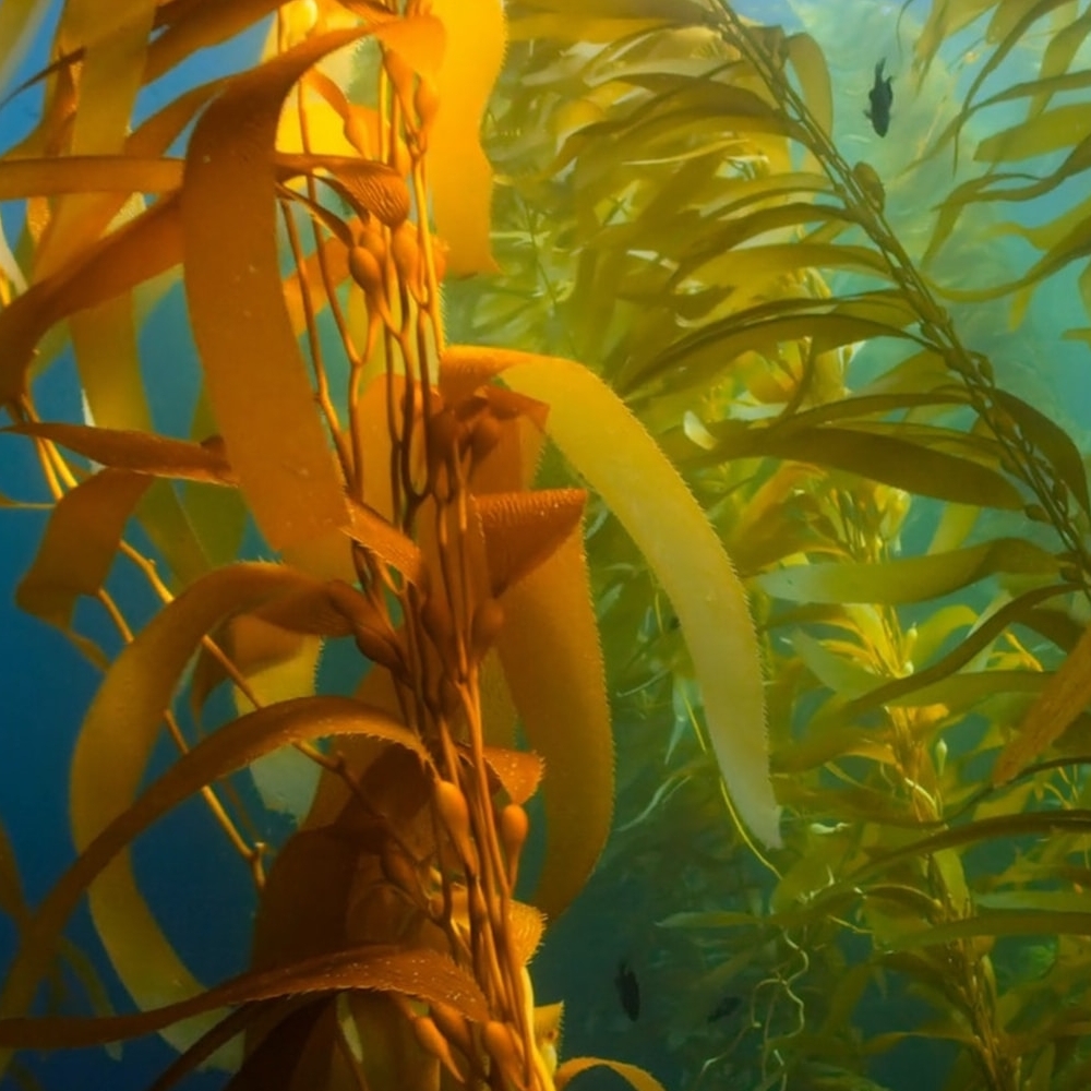 From Oceans to Innovation: The Power of Kelp